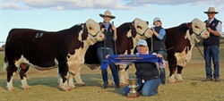 Results from the Hereford National Show and Sale Dubbo 2019