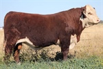 Results 11th Annual Bull & Female Sale