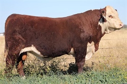 Rayleigh Poll Hereford sale boasts $12,000 top price