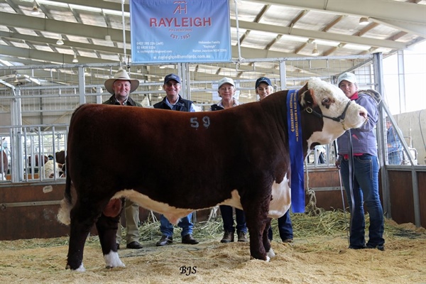 Rayleigh Langden L57. 1st in Class Hereford Australia National Show and Sale 2017