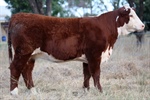 Top Price Heifers in 2021