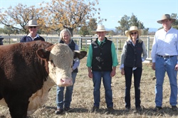 Successful 14th annual Rayleigh stud sale