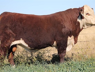 Results 11th Annual Bull & Female Sale