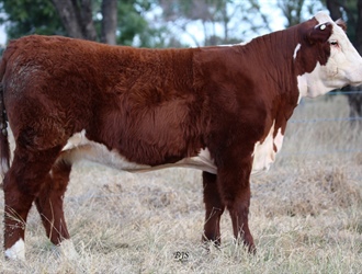 Top Price Heifers in 2021