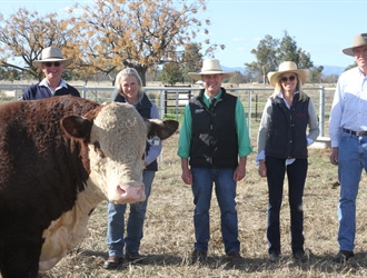 Successful 14th annual Rayleigh stud sale