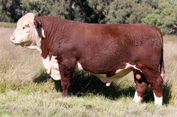 Lot 13 AHCU064 Rayleigh 2025