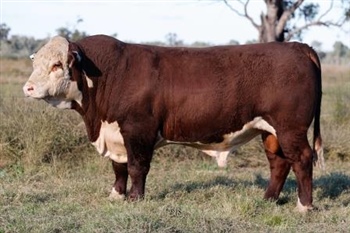 Lot 24 AHCU117 Rayleigh 2025
