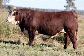 Lot 30 AHCU013 Rayleigh 2025