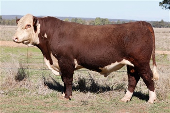Lot 11 