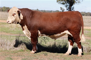 Lot 12 
