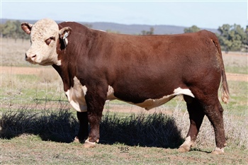 Lot 16 