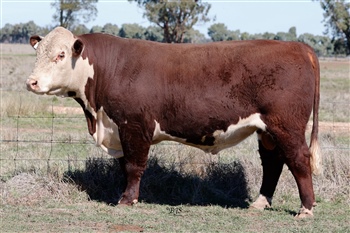 Lot 17 