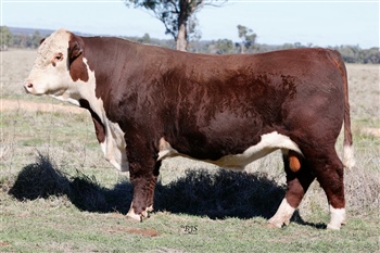 Lot 1 
