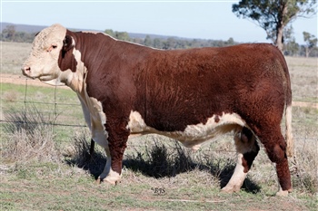 Lot 21