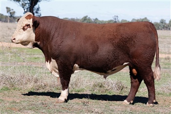 Lot 23