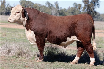 Lot 24
