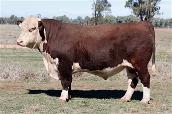 Lot 5