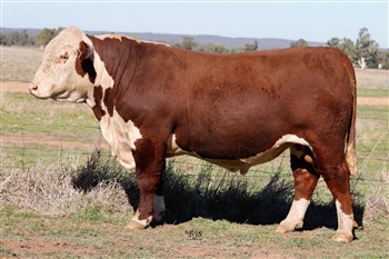 Lot 8