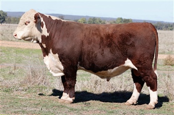 Lot 9 