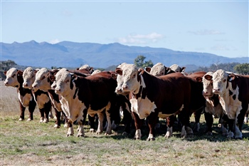 Rayleigh Bulls