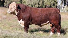 Lot 3 AHCU032 Rayleigh 2025