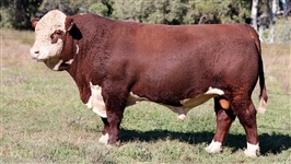  Lot 4 AHCU087 Rayleigh 2025