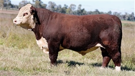  Lot 6 AHCU001 Rayleigh 2025