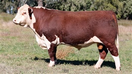 Lot 8 AHCU079 Rayleigh 2025