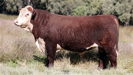  Lot 9 AHCU015 Rayleigh 2025