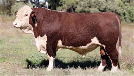 Lot 10 AHCU116 Rayleigh 2025