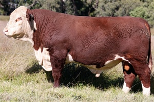 Lot 13 AHCU064 Rayleigh 2025