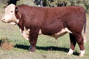  Lot 15 AHCU132 Rayleigh 2025