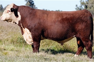 Lot 16 AHCU075 Rayleigh 2025