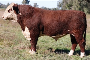  Lot 18 AHCU010 Rayleigh 2025