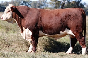 Lot 19 AHCU083 Rayleigh 2025