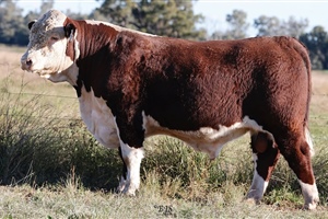 Lot 20 AHCU062 Rayleigh 2025