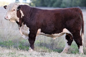 Lot 23 AHCT101 Rayleigh 2024