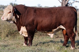 Lot 24 AHCU117 Rayleigh 2025