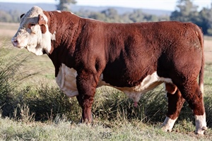 Lot 25 AHCU112 Rayleigh 2025