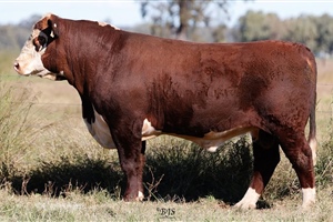 Lot 28 AHCU081 Rayleigh 2025