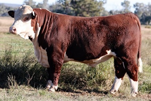  Lot 32 AHCU097 Rayleigh 2025